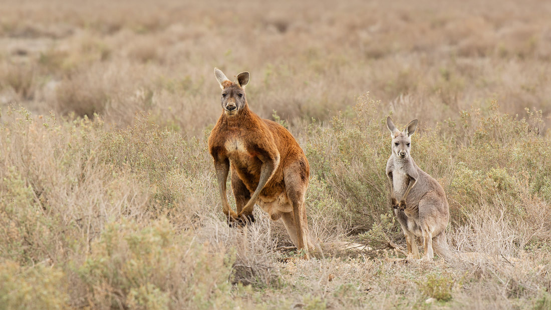 Red kangaroo, Mungo National Park, Australia by Bret Charman