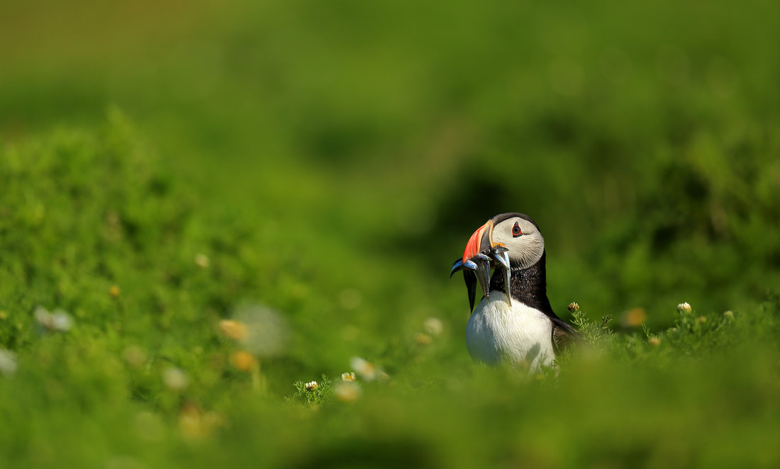Atlantic puffin with sand eels by Bret Charman
