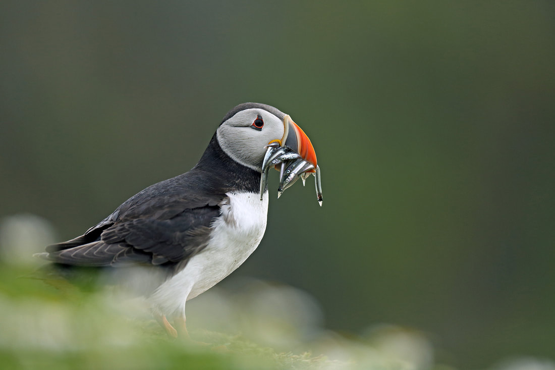 Atlantic puffin with sand eels by Bret Charman