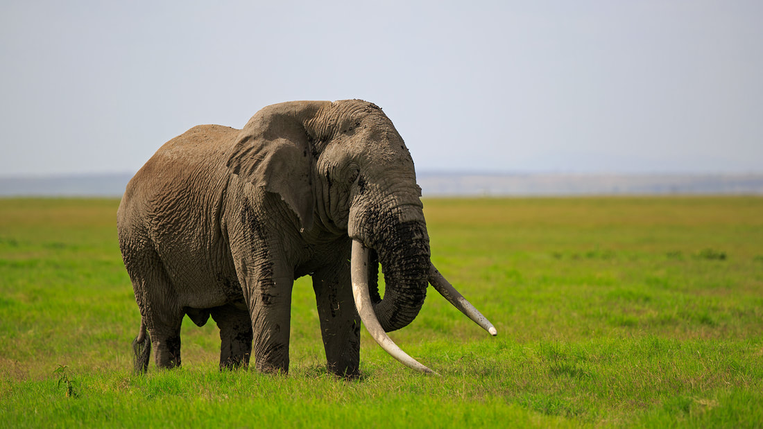 African elephant, Kenya by Bret Charman