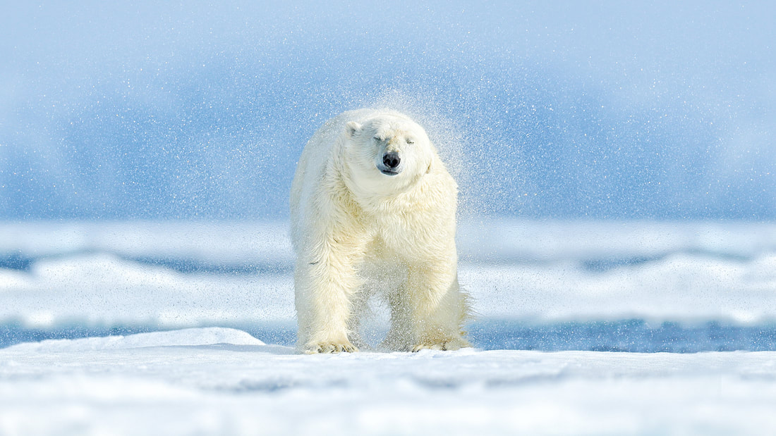 Polar bear on pack ice, Svalbard