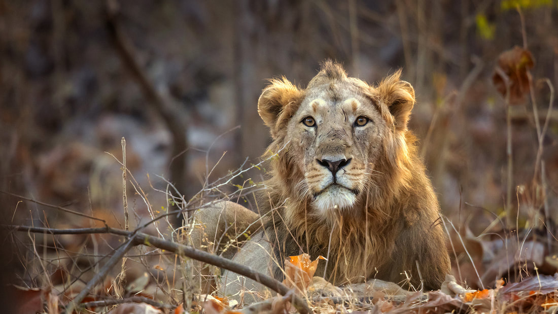 Asiatic lion, Gir National Park, India